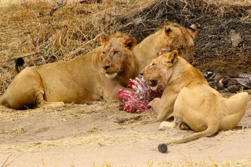 EN IMAGES: Des lions déchirent un zèbre (10)