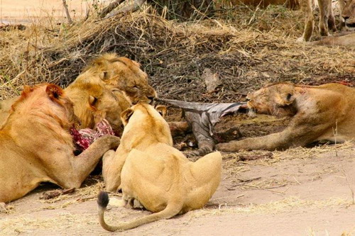 EN IMAGES: Des lions déchirent un zèbre (13)