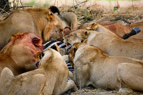 EN IMAGES: Des lions déchirent un zèbre (19)