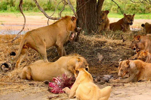 EN IMAGES: Des lions déchirent un zèbre (11)