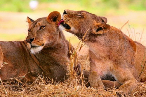 EN IMAGES: Des lions déchirent un zèbre (26)