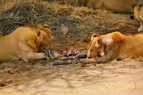 EN IMAGES: Des lions déchirent un zèbre (9)