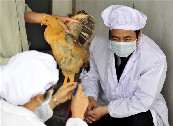 Des membres du personnel du Bureau de l'Inspection des Entrées et Sorties et de la Quarantaine du Guangdong prélèvent des échantillons de sang d'un poulet pour inspection à Guangzhou, le 16 avril 2013. Le bureau prend des mesures pour assurer la sécurité des volailles expédiées à Hong Kong et Macao, comme l'examen des fermes d'élevages de volailles agréées, la surveillance des agents pathogènes de la grippe aviaire, et l'inspection des volailles vivantes avant l'exportation. A la date du 16 avril, aucun H7N9 cas n'avait été été détectés dans les 39 fermes d'élevage de volailles enregistrées placées sous la juridiction du bureau. [Photo / Xinhua]
