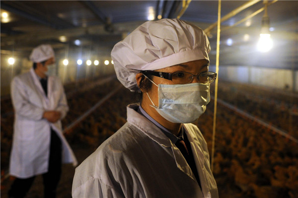 Des membres du personnel du Bureau de l'Inspection des Entrées et Sorties et de la Quarantaine du Guangdong prélèvent des échantillons de sang d'un poulet pour inspection à Guangzhou, le 16 avril 2013. Le bureau prend des mesures pour assurer la sécurité des volailles expédiées à Hong Kong et Macao, comme l'examen des fermes d'élevages de volailles agréées, la surveillance des agents pathogènes de la grippe aviaire, et l'inspection des volailles vivantes avant l'exportation. A la date du 16 avril, aucun H7N9 cas n'avait été été détectés dans les 39 fermes d'élevage de volailles enregistrées placées sous la juridiction du bureau. [Photo / Xinhua]