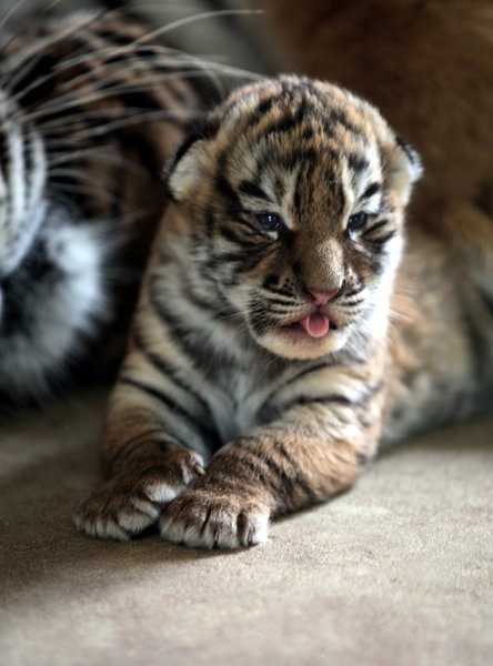 Les triplés nés dans un zoo de Shenyang, capitale de la Province du Liaoning, le 17 avril 2013. [Photo / CFP]