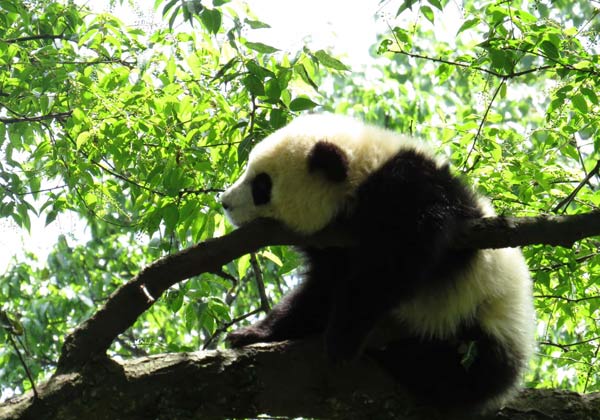 Un panda géant joue dans la base de Bifengxia de la Réserve naturelle de Wolong à Ya'an, dans la Province du Sichuan, dans le Sud-ouest de la Chine, le 20 avril 2013. Aucun panda de la base de Bifengxia n'a été tué ou blessé. [Photo / Xinhua]