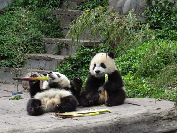 Des pandas géants jouent dans la base de Bifengxia de la Réserve naturelle de Wolong à Ya'an, dans la Province du Sichuan, dans le Sud-ouest de la Chine, le 20 avril 2013. Aucun panda de la base de Bifengxia n'a été tué ou blessé. [Photo / Xinhua]