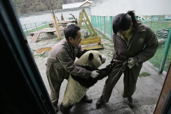 Quelques pandas ont été effrayés par le séisme de magnitude 7.0 qui a eu lieu dans le comté de Lushan, dans la province du Sichuan au Sud de la Chine samedi à 08h02. [Photo / Sina Weibo ]
