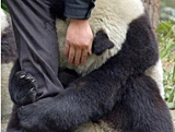 Therapie pour Pandas