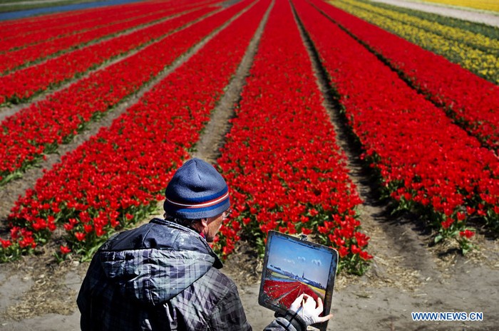 Des tulipes s'épanouissent aux Pays-Bas