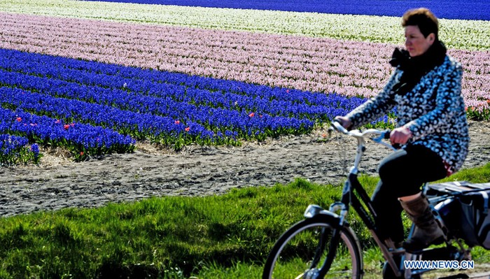 Des tulipes s'épanouissent aux Pays-Bas (3)