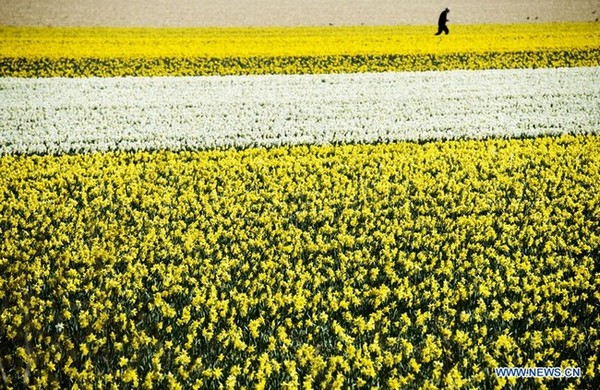 Des tulipes s'épanouissent aux Pays-Bas (4)