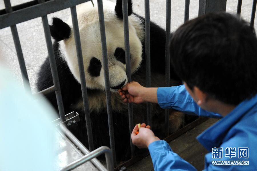 Les pandas géants des zones sinistrées sont en bonne santé (8)