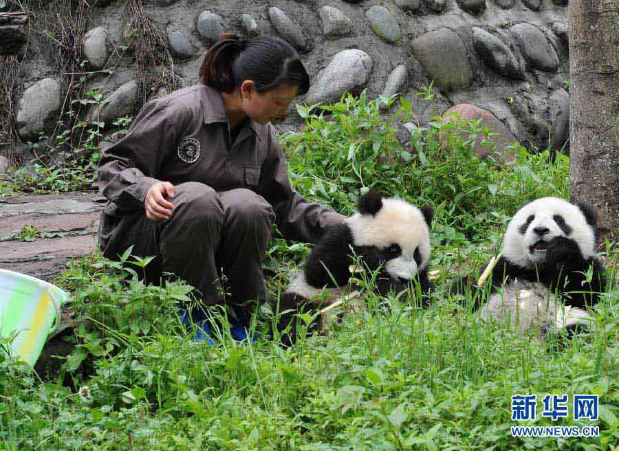 Les pandas géants des zones sinistrées sont en bonne santé (7)