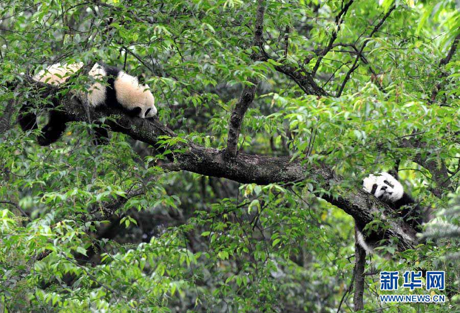 Les pandas géants des zones sinistrées sont en bonne santé (6)