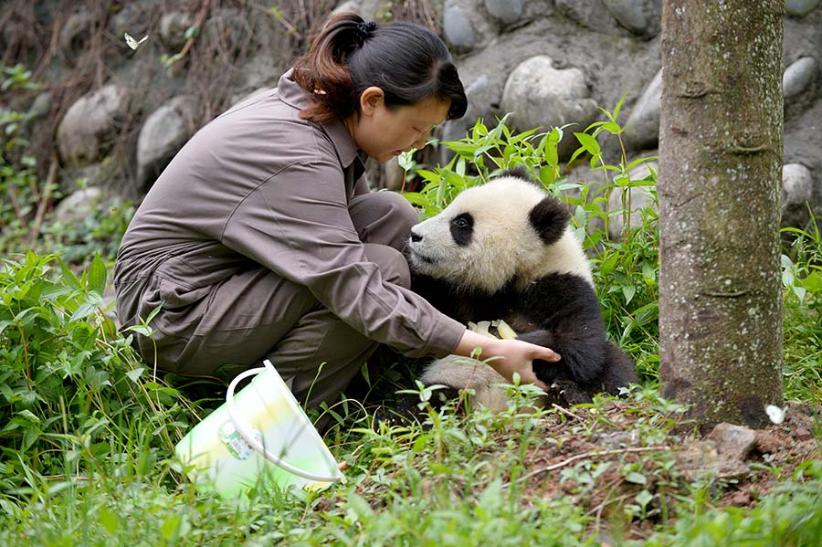Les pandas géants des zones sinistrées sont en bonne santé (5)