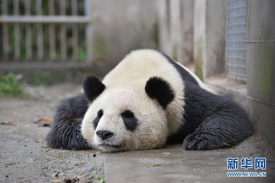 Les pandas géants des zones sinistrées sont en bonne santé (3)