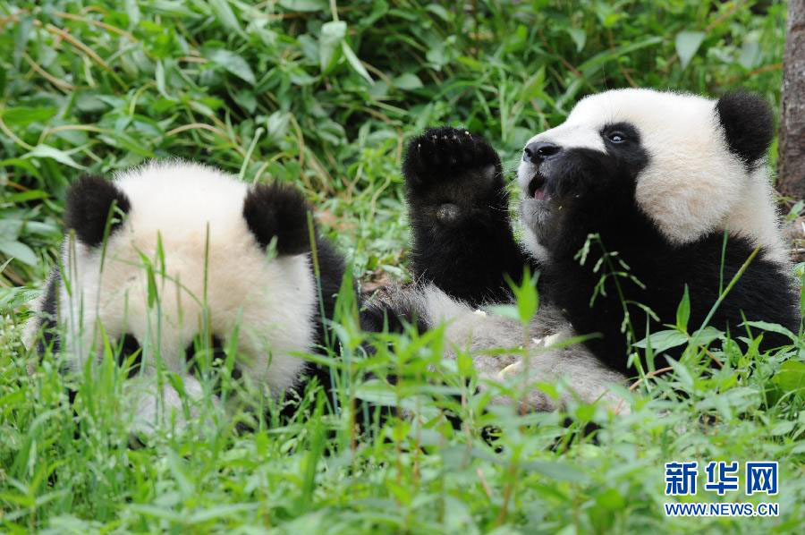 Les pandas géants des zones sinistrées sont en bonne santé (2)