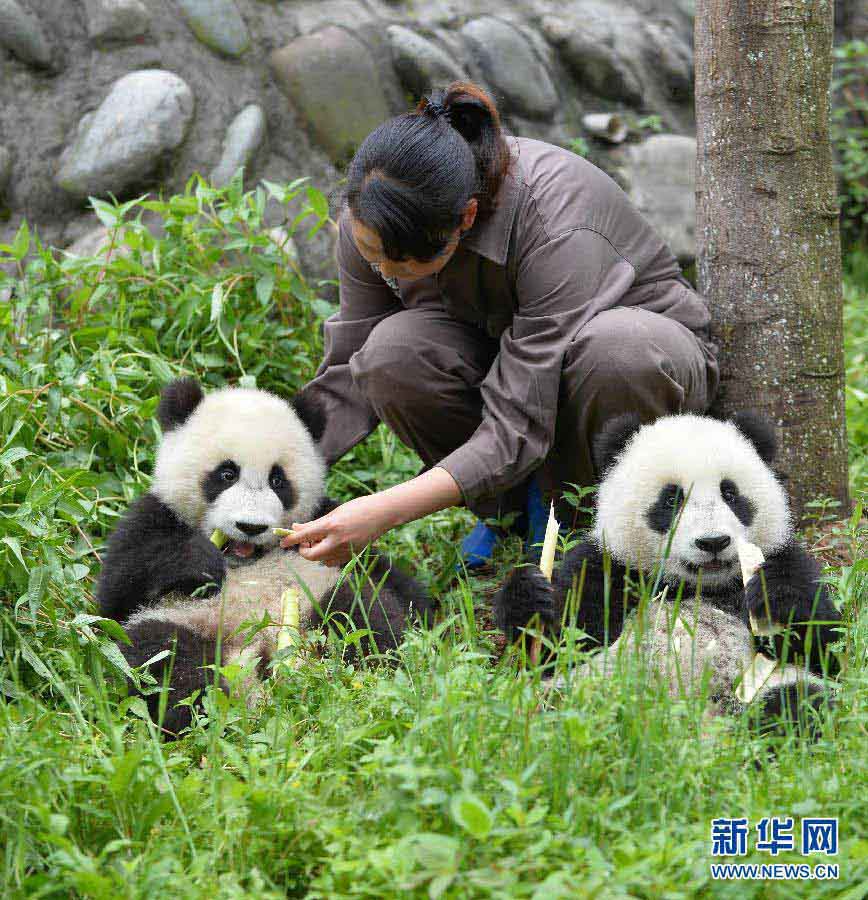 Les pandas géants des zones sinistrées sont en bonne santé