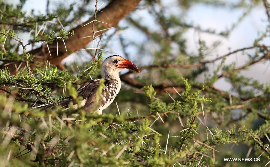 Photo prise le 20 avril 2013 montrant un calao à bec rouge dans la Réserve nationale de Samburu, au Kenya. Avec une surface de 165 km2, la Réserve nationale de Samburu se situe dans le nord du Kenya.