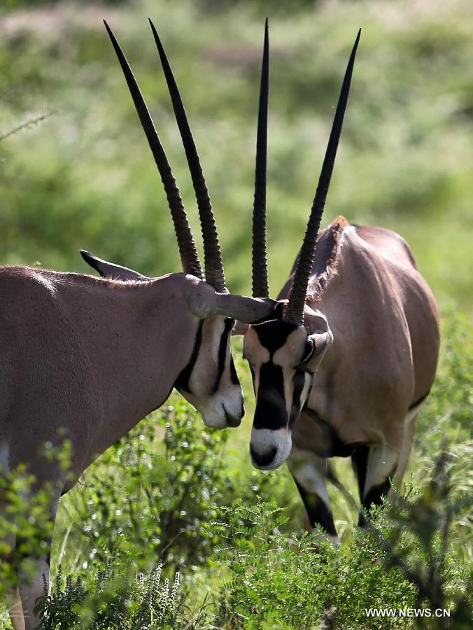Photo prise le 20 avril 2013 montrant deux oryx beïsa dans la Réserve nationale de Samburu, au Kenya. Avec une surface de 165 km2, la Réserve nationale de Samburu se situe dans le nord du Kenya.