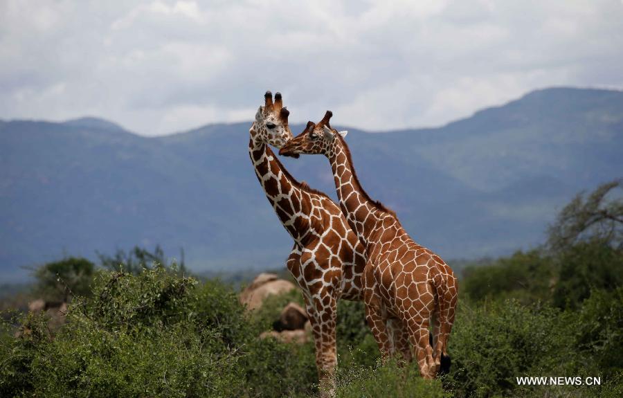 Photo prise le 20 avril 2013 montrant deux girafes réticulées dans la Réserve nationale de Samburu, au Kenya. Avec une surface de 165 km2, la Réserve nationale de Samburu se situe dans le nord du Kenya.