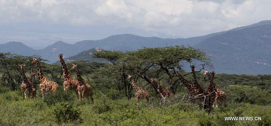 Photo prise le 20 avril 2013 montrant un groupe de girafes réticulées dans la Réserve nationale de Samburu, au Kenya. Avec une surface de 165 km2, la Réserve nationale de Samburu se situe dans le nord du Kenya.