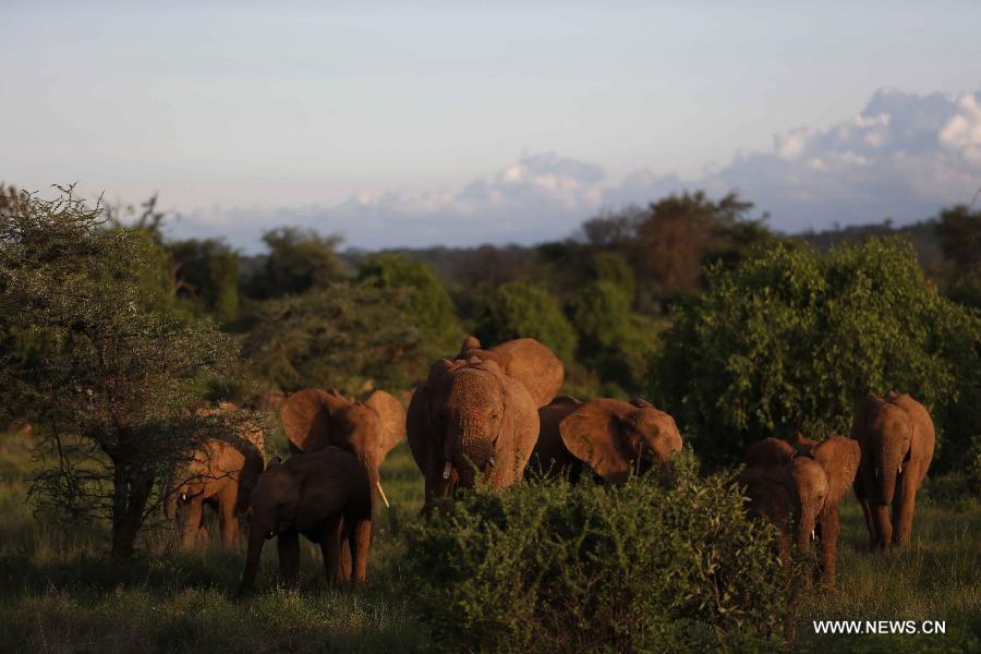 Photo prise le 20 avril 2013 montrant un groupe d'éléphants dans la Réserve nationale de Samburu, au Kenya. Avec une surface de 165 km2, la Réserve nationale de Samburu se situe dans le nord du Kenya.