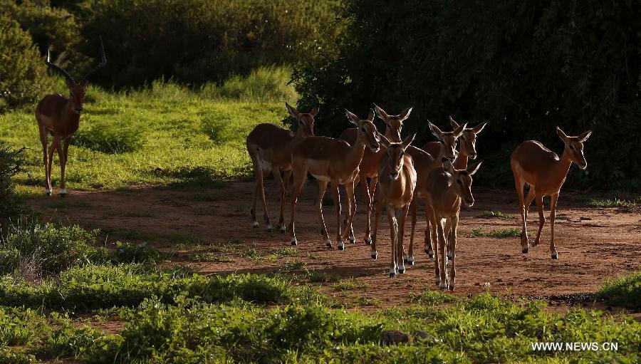 Photo prise le 20 avril 2013 montrant un groupe de gazelles dans la Réserve nationale de Samburu, au Kenya. Avec une surface de 165 km2, la Réserve nationale de Samburu se situe dans le nord du Kenya.