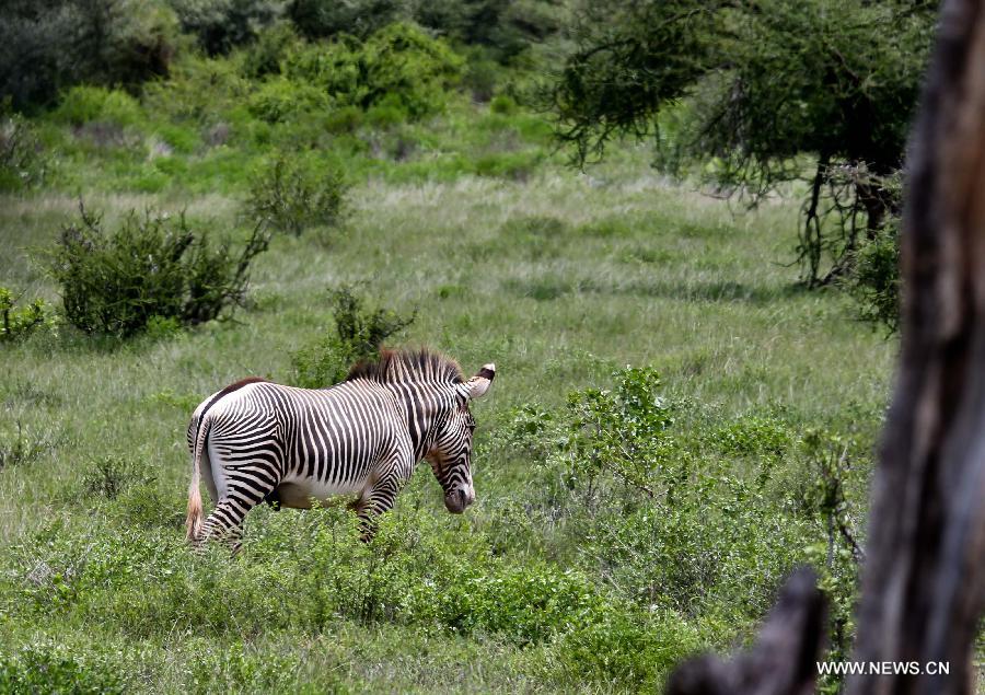 Photo prise le 20 avril 2013 montrant un zèbre de Grévy dans la Réserve nationale de Samburu, au Kenya. Avec une surface de 165 km2, la Réserve nationale de Samburu se situe dans le nord du Kenya.