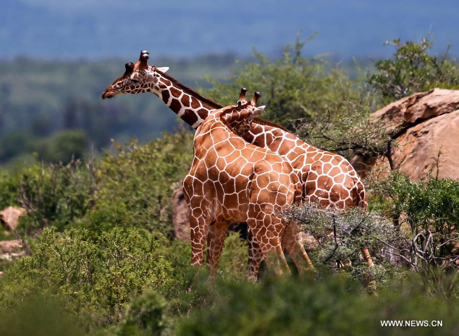 Photo prise le 20 avril 2013 montrant deux girafes réticulées dans la Réserve nationale de Samburu, au Kenya. Avec une surface de 165 km2, la Réserve nationale de Samburu se situe dans le nord du Kenya.