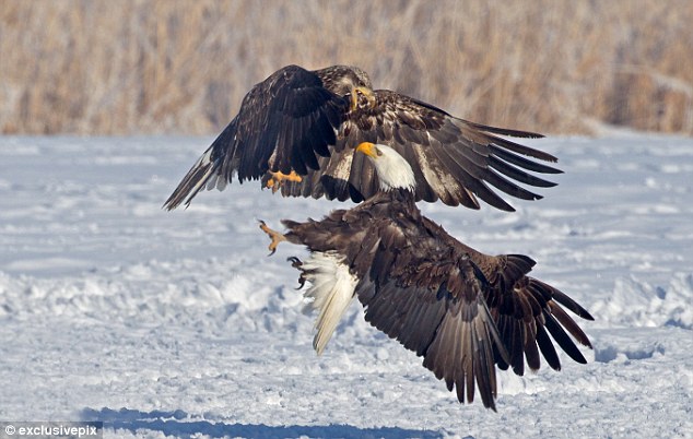 Photos: combat féroce entre deux pygargues à tête blanche (3)