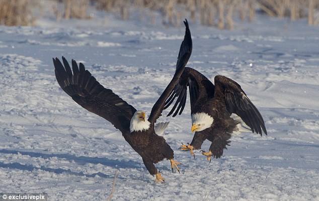 Photos: combat féroce entre deux pygargues à tête blanche (4)