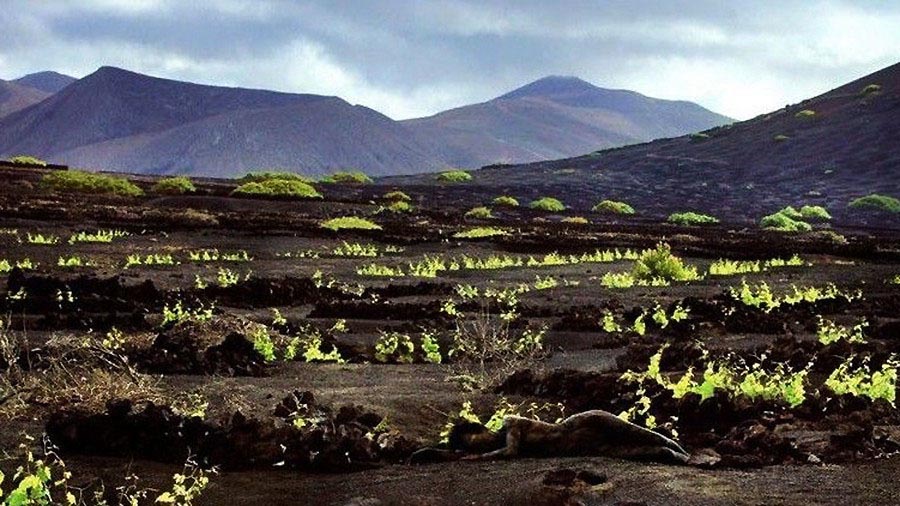 Quand l'art corporel ne fait qu’un avec la Nature (6)