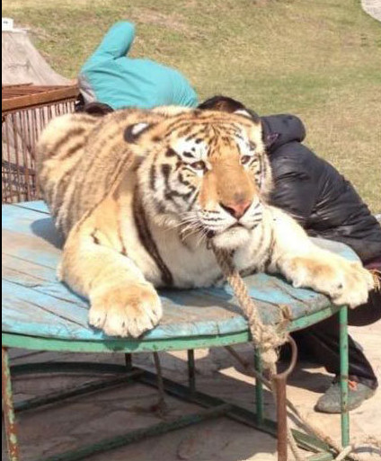 Des tigres maltraités dans un zoo en Chine (4)