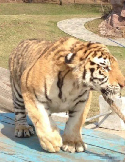 Des tigres maltraités dans un zoo en Chine (3)