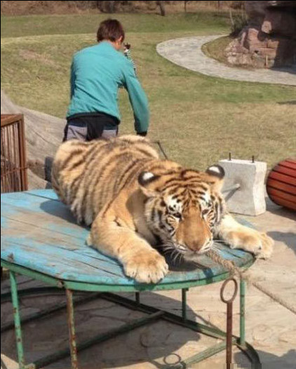 Des tigres maltraités dans un zoo en Chine (2)