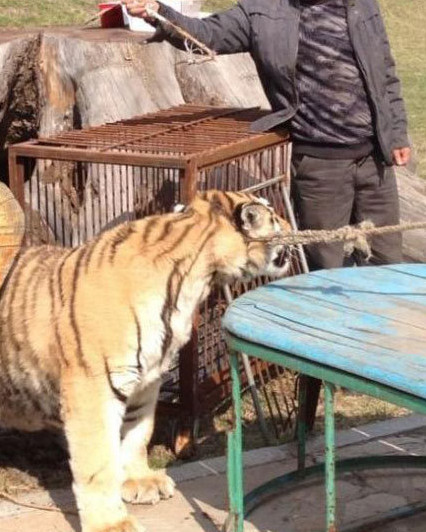 Des tigres maltraités dans un zoo en Chine (5)