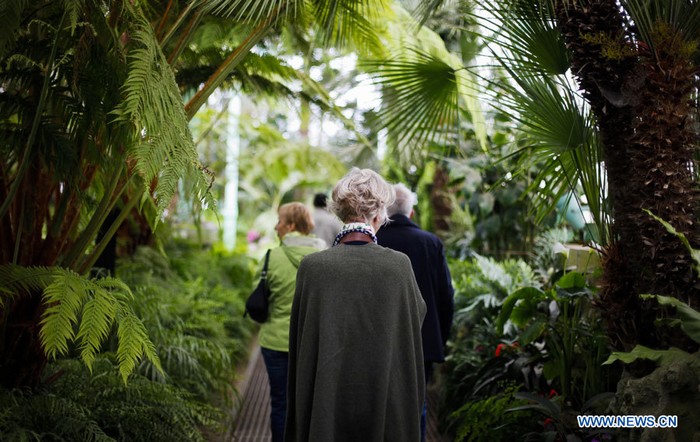 EN IMAGES: Visite des Serres royales de Laeken à Bruxelles (10)