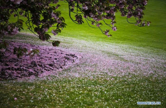 EN IMAGES: Visite des Serres royales de Laeken à Bruxelles (11)