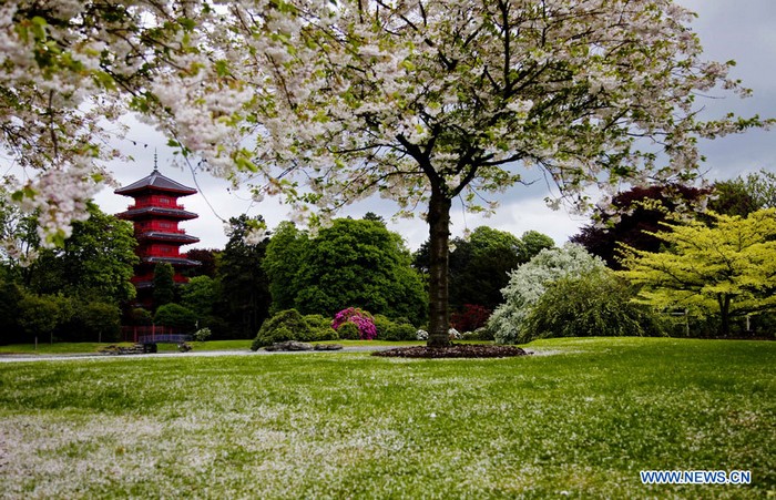 EN IMAGES: Visite des Serres royales de Laeken à Bruxelles (8)