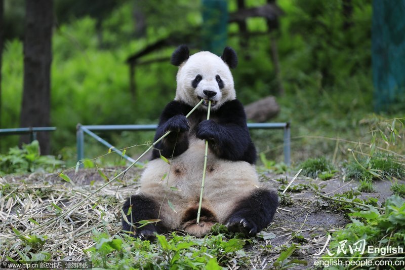 Un panda géant mange du bambou dans la Réserve de pandas géants de Wolong au Sichuan le 29 avril 2013. (Photo : CFP)