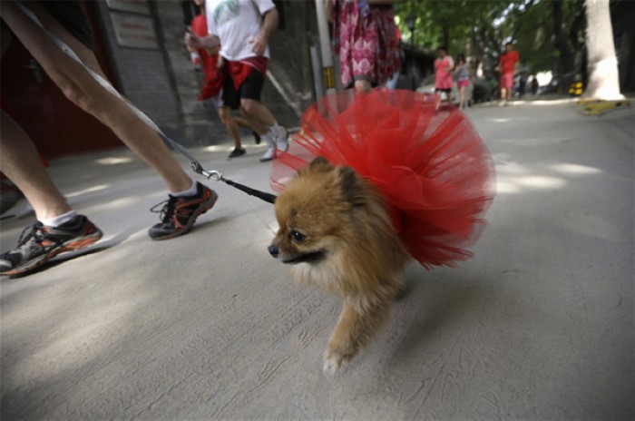Un chien portant lui aussi une robe rouge suit son propriétaire, courant le long des Hutong (les ruelles de la capitale), lors de l'événement de charité, la Red Dress Run, ayant eu lieu le jour de la Fête des Mères, le 12 mai 2013. [Photo/agences]
