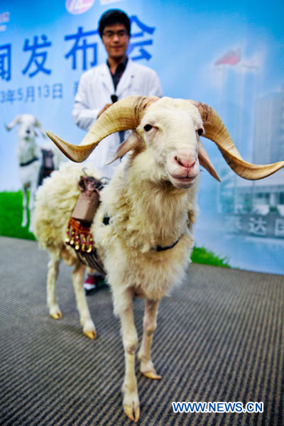 Le mouton, baptisé "Tianjiu", sur lequel un nouveau type de coeur artificiel développé par des scientifiques chinois à partir de technologies aérospatiales de pointe a été implanté, a survécu 62 jours jusqu'à présent.
