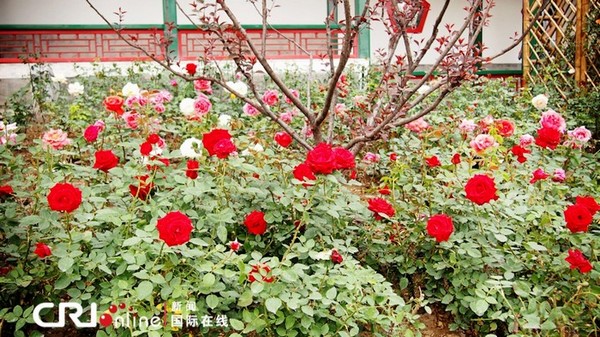 Un tarif à moitié prix pour le premier jour de la Foire internationale du jardinage de Beijing (16)