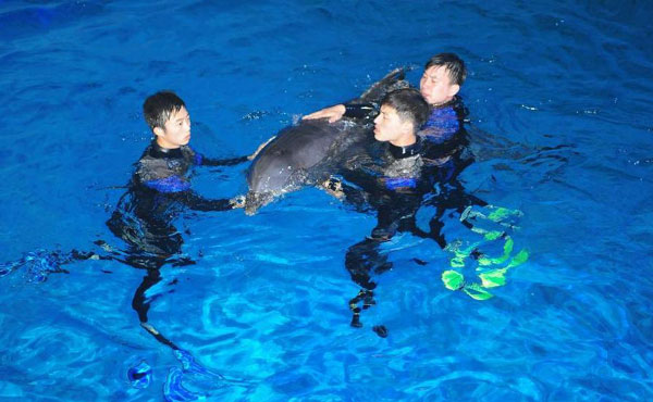 Shandong : nouvel environnement pour des dauphins d'Osaka  (4)