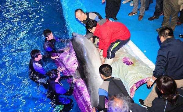 Shandong : nouvel environnement pour des dauphins d'Osaka  (3)