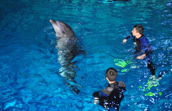 Shandong : nouvel environnement pour des dauphins d'Osaka  (2)