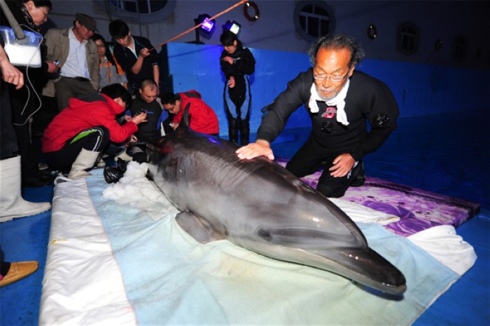 Shandong : nouvel environnement pour des dauphins d'Osaka 