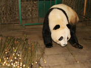 Des pandas géants jumeaux nés en Espagne reviennent en Chine